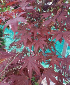 Japanese Acers