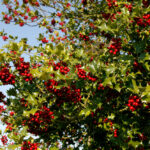 Ilex aquifolium, Holly, Berries