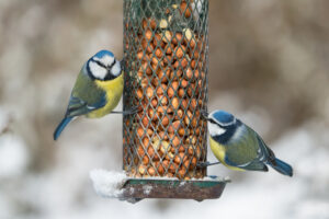 FEEDING BIRDS